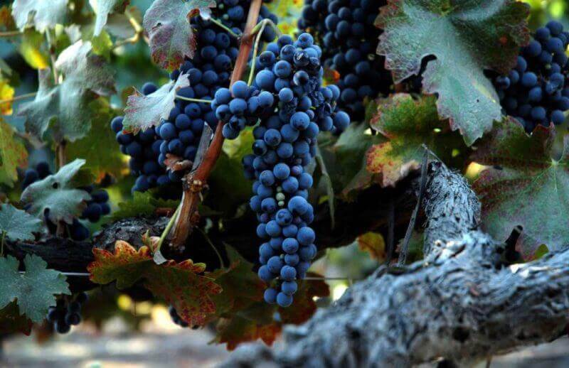 Giống nho shiraz là gì