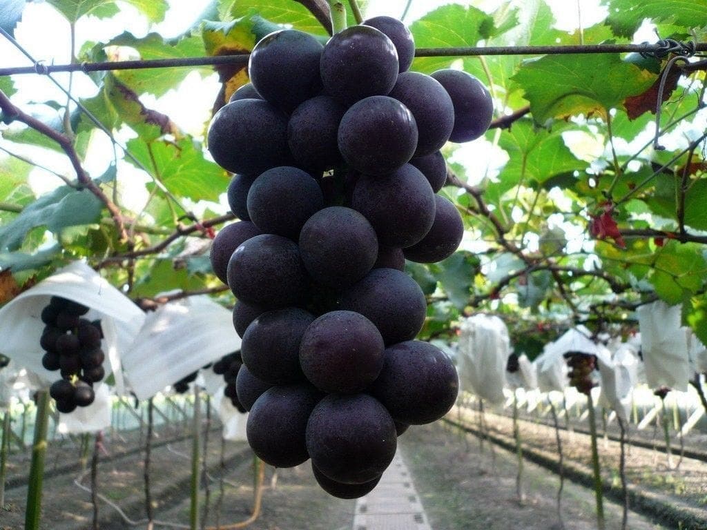 Nguồn gốc của nho rượu Kyoho