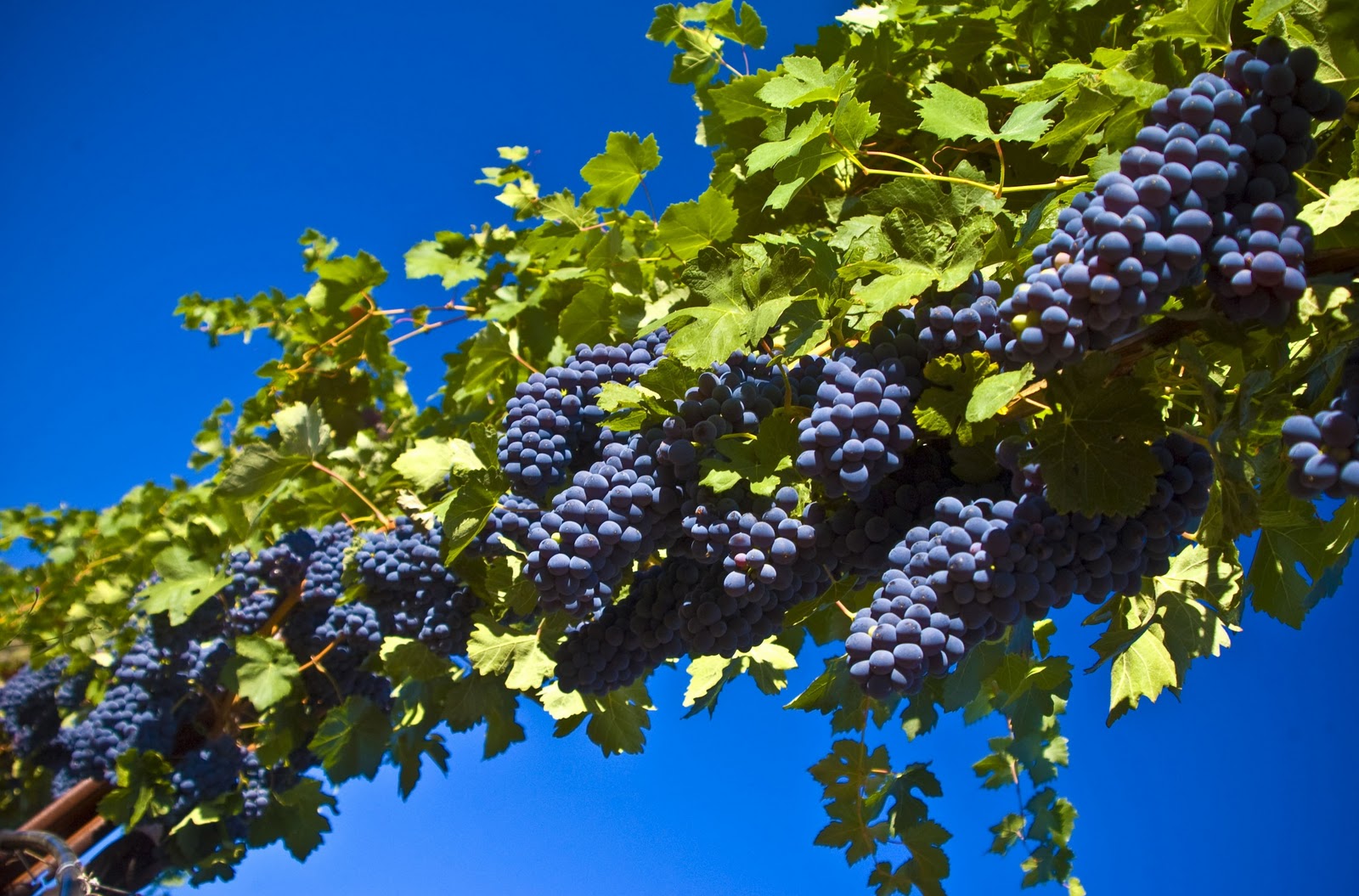 Những điều thú vị về nho Merlot