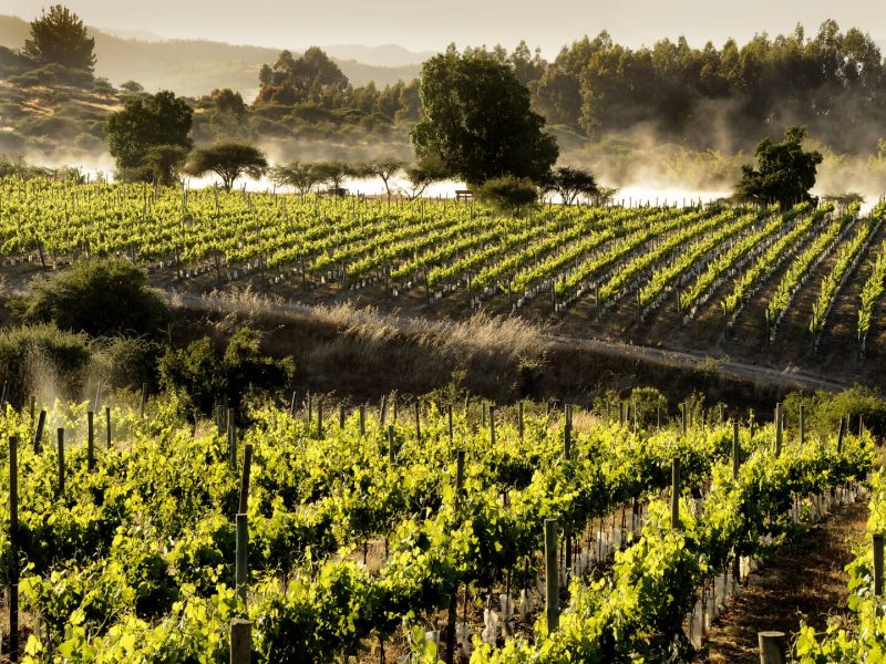 Các vùng trồng giống nho làm ra rượu vang Chile