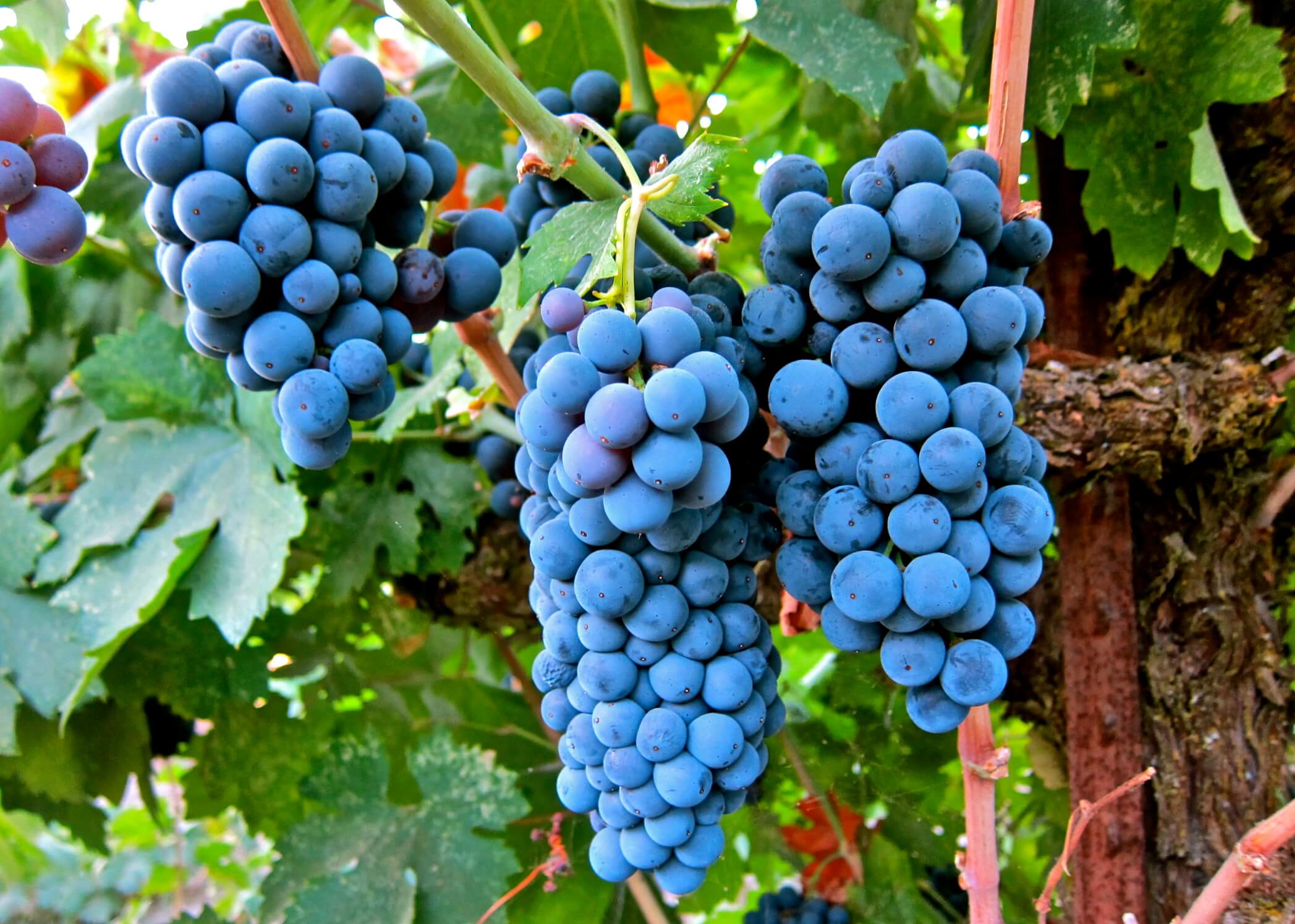 Giống nho Cabernet Sauvignon
