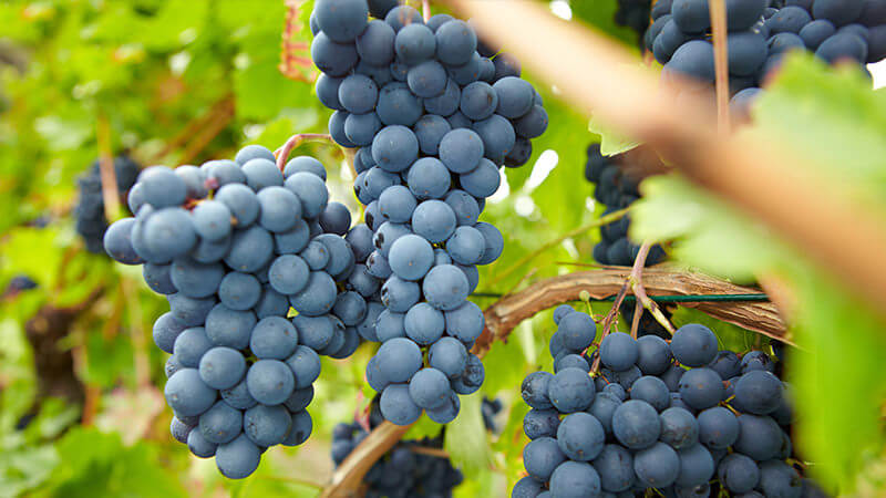Nguồn gốc giống nho Pinot Noir