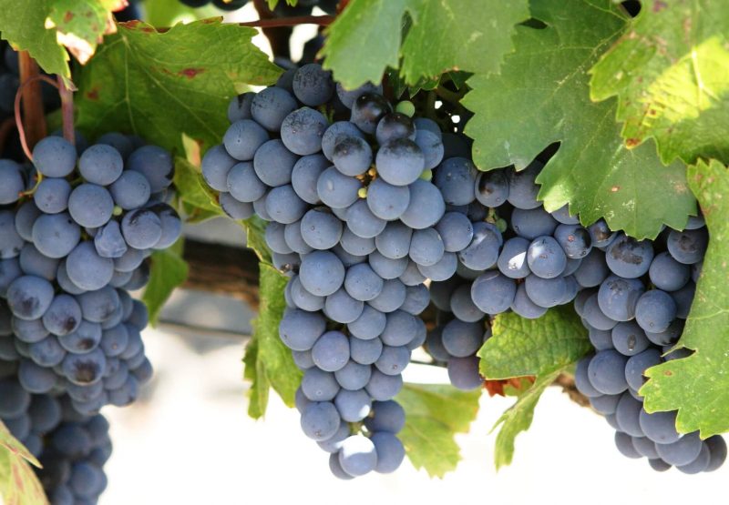 Nho Cabernet Sauvignon