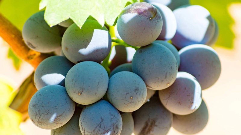 Nho Carignan