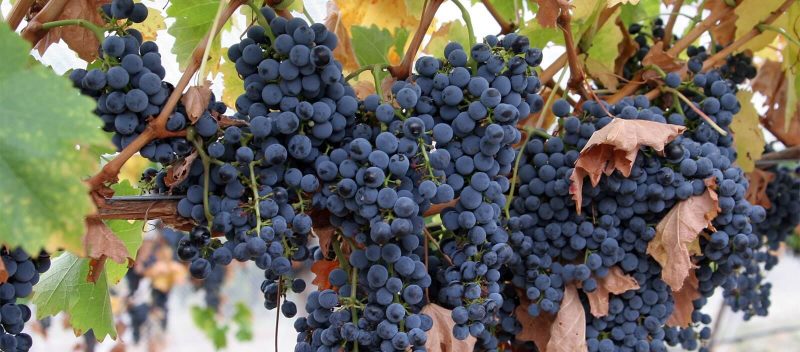 Nho Carmenere