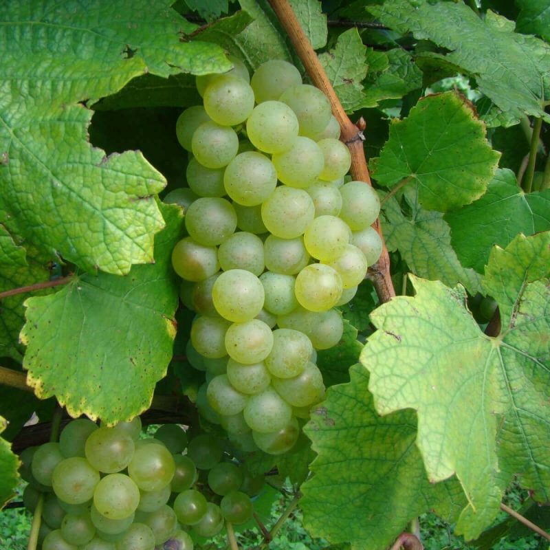 Nho Chardonnay