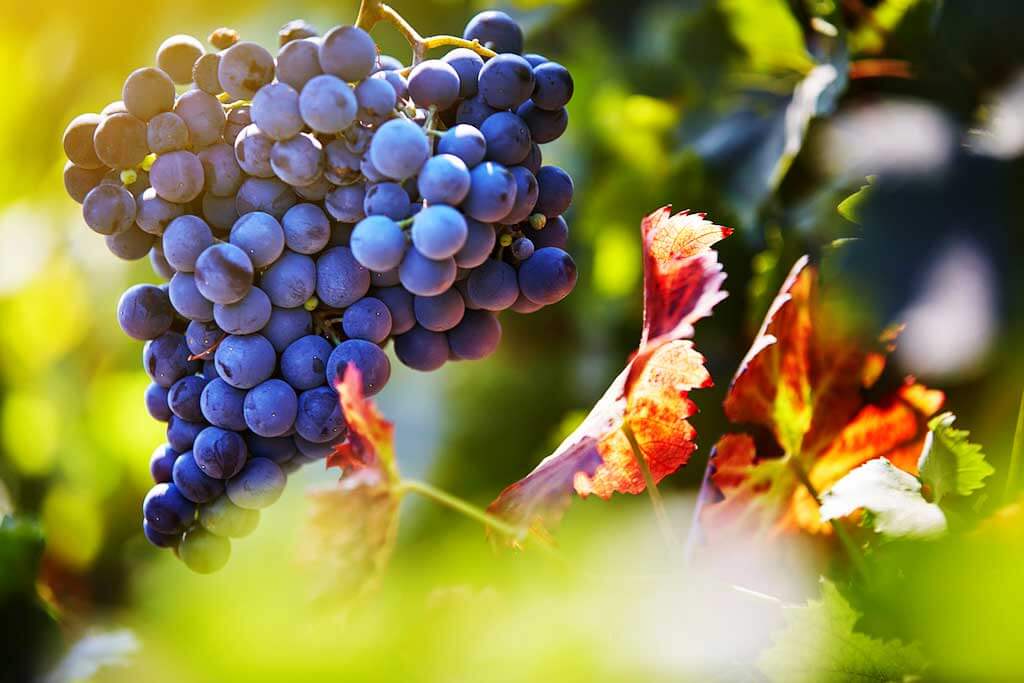 Những giống nho được dùng để sản xuất rượu vang 1865 Chile