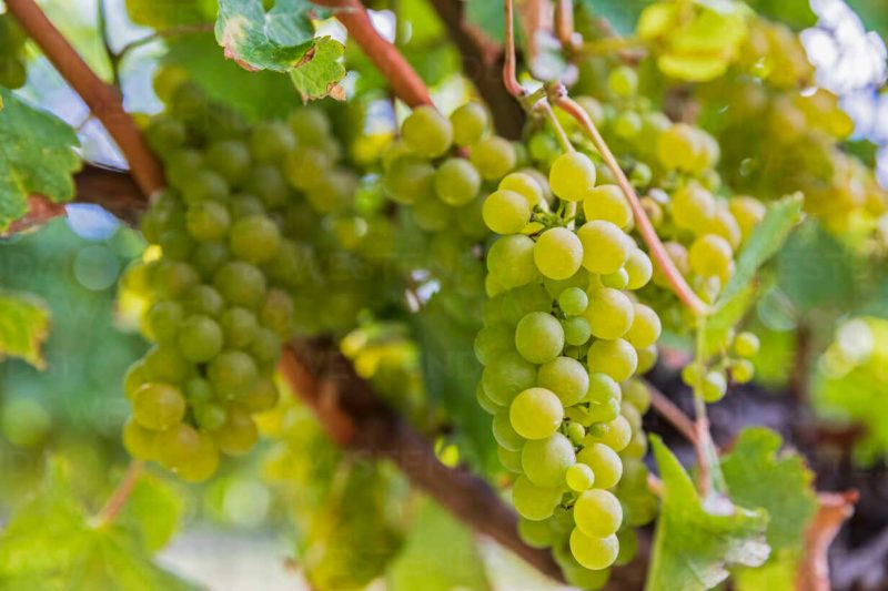 Nho Sauvignon Blanc