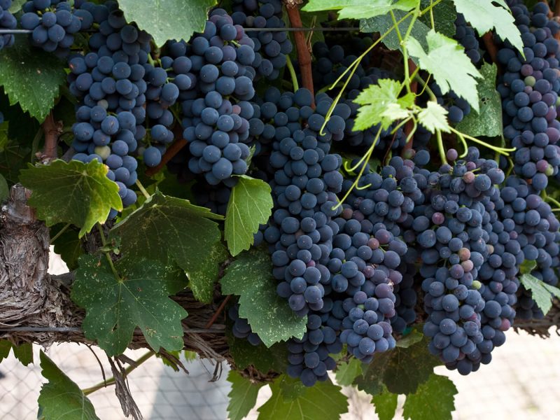 Nho Syrah