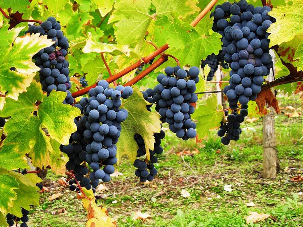 Nho Cabernet Sauvignon