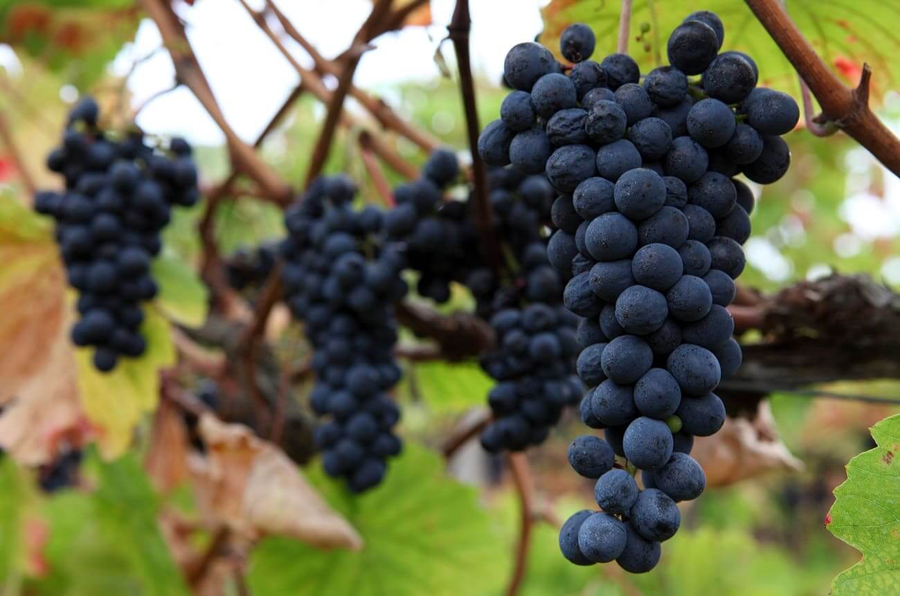 Các loại nho dùng làm rượu vang Bordeaux