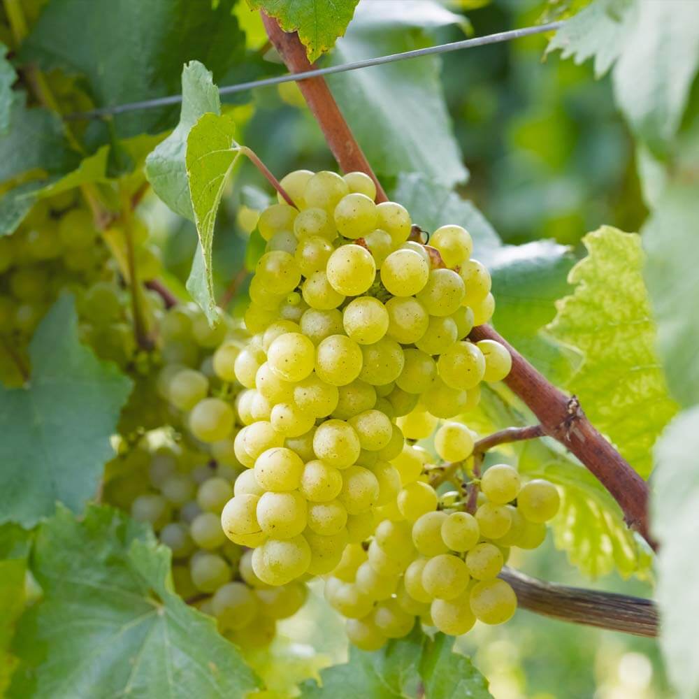Giống nho Chardonnay nổi tiếng thế giới