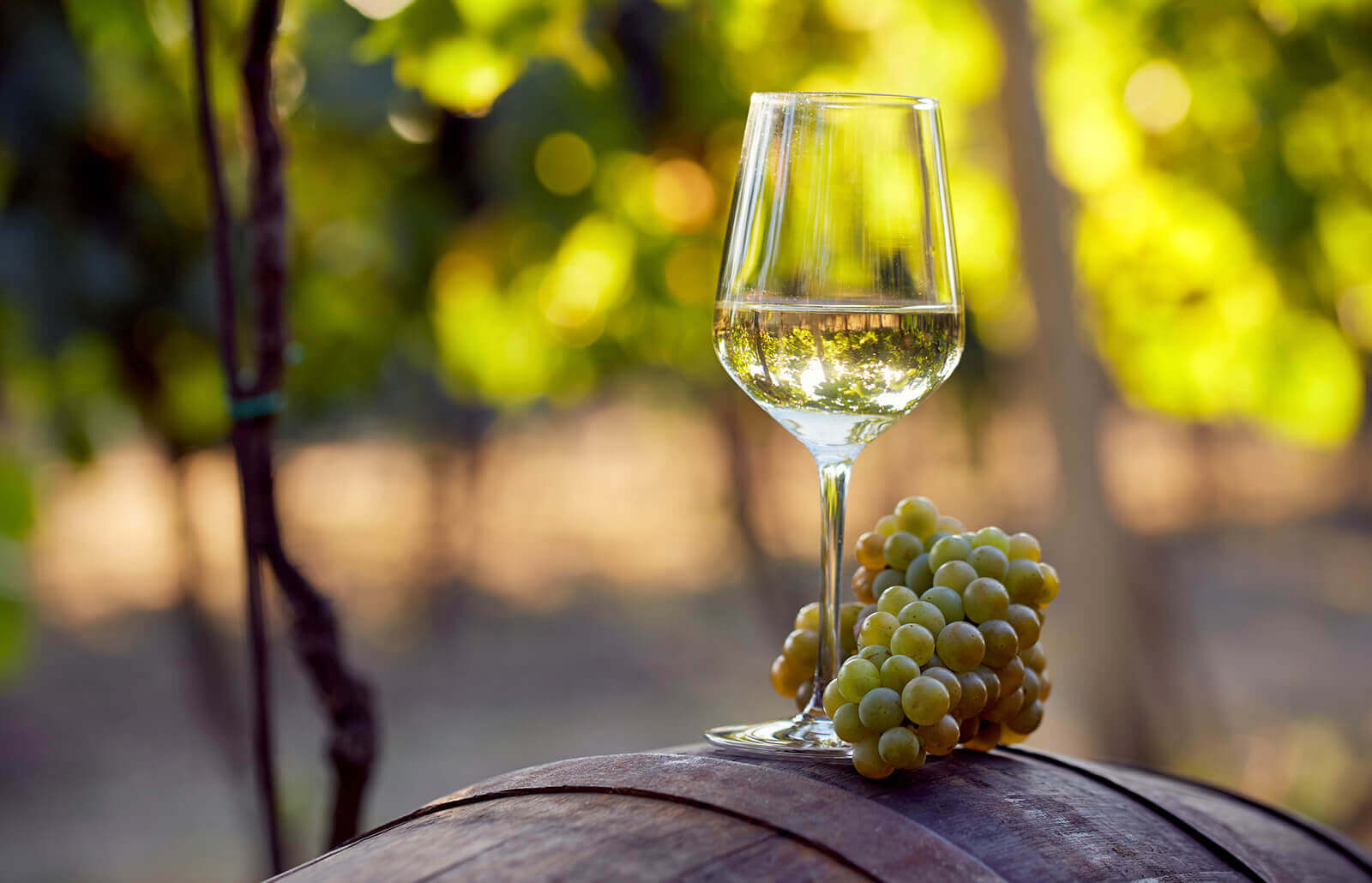 Hương vị đa dạng từ nhiều loại quả có trong rượu Chardonnay