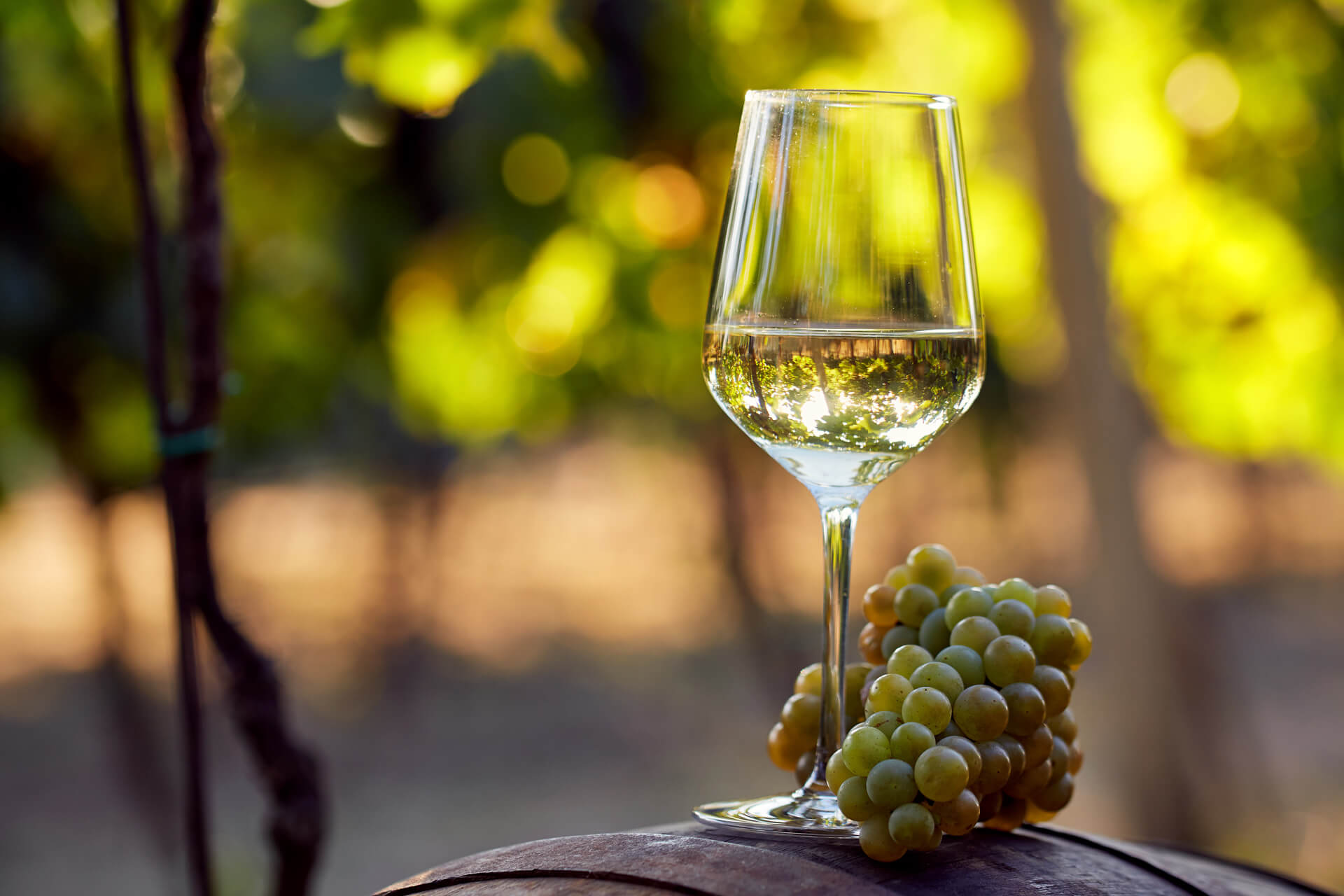 Rượu vang trắng (white wine)