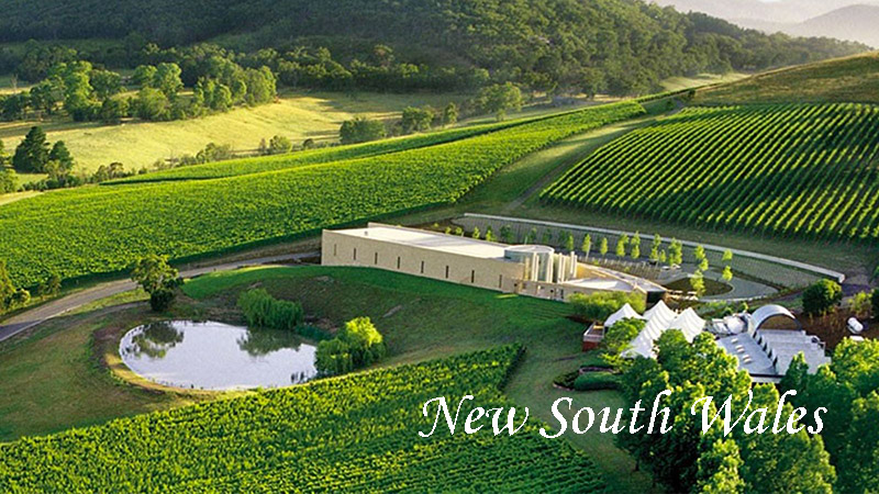 New South Wales chính là vùng đất sở hữu nhiều giống nho nổi tiếng như nho Chardonnay, Cabernet Sauvignon, Shiraz…