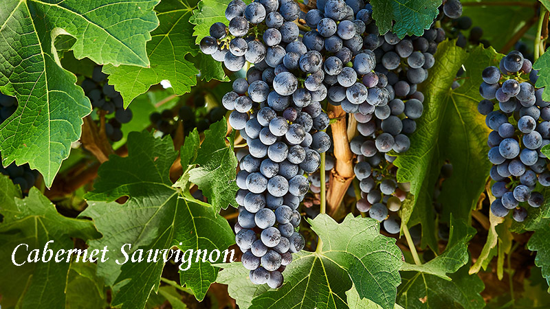 Rượu vang Úc làm từ nho Cabernet Sauvignon đã tạo nên một vị trí vô cùng quan trọng và là một trong những dòng rượu vang chất lượng nhất thế giới.