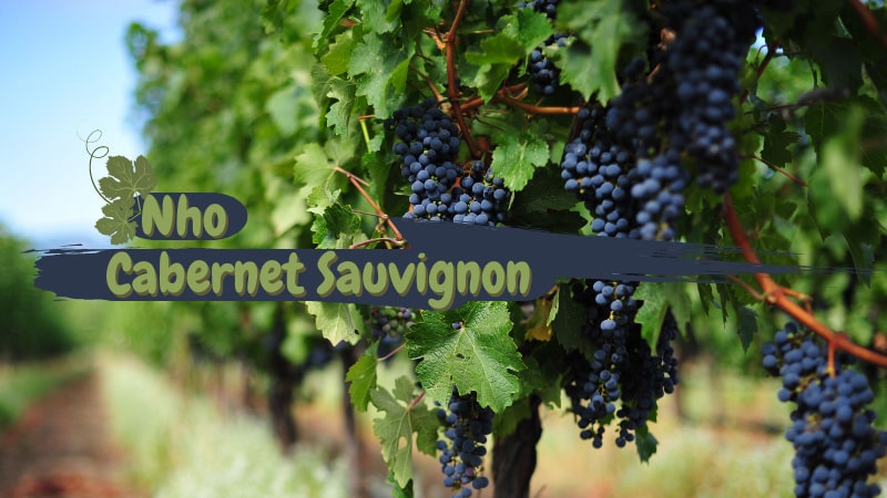 Nho Cabernet Sauvignon.