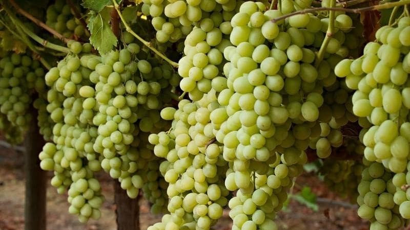 Những chùm nho xanh căng mọng chính là thành phần chính góp phần tạo nên hương vị thơm ngon khó cưỡng rượu soju vị nho.