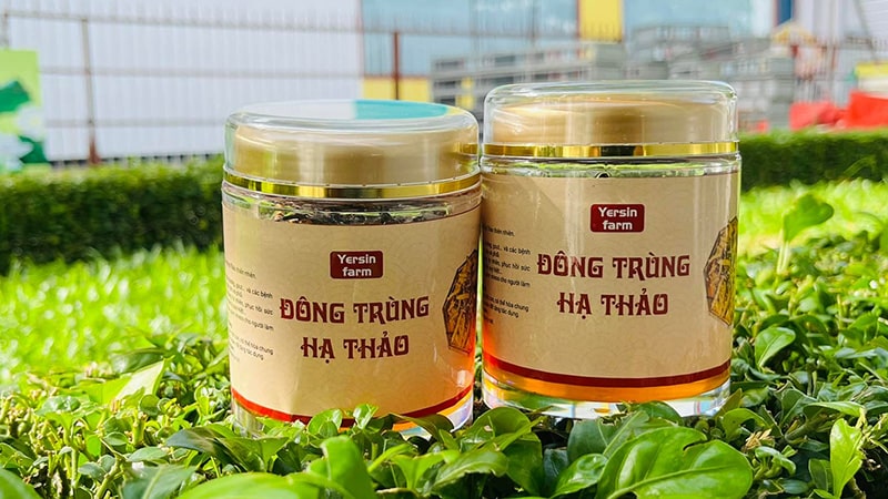 Nấm đông trùng hạ thảo Yersin Farm.