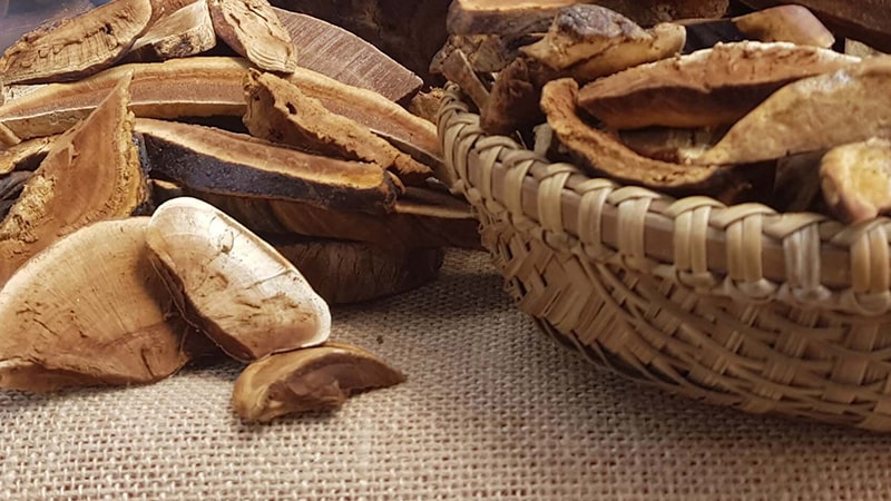 Nấm linh chi thái lát Yersin Farm.