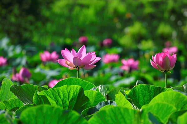 Hoa sen là loài hoa biểu tượng cho sự thanh cao, sự trong sạch và sự trí tuệ.