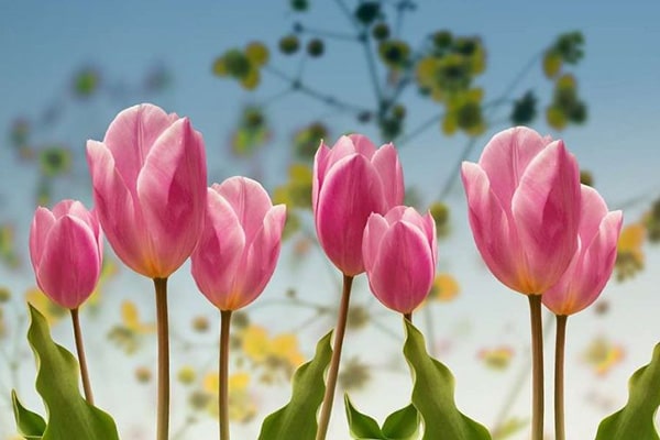 Hoa tulip là loài hoa biểu tượng cho tình yêu hoàn hảo, tình yêu đích thực và tình yêu thuần khiết.