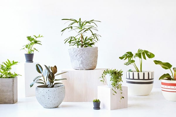 Chậu cây cảnh để bàn
