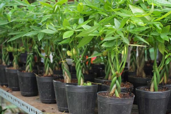 Quà tặng khai trương là cây kim ngân sẽ mang lại may mắn, tiền tài và vàng bạc cho gia chủ.
