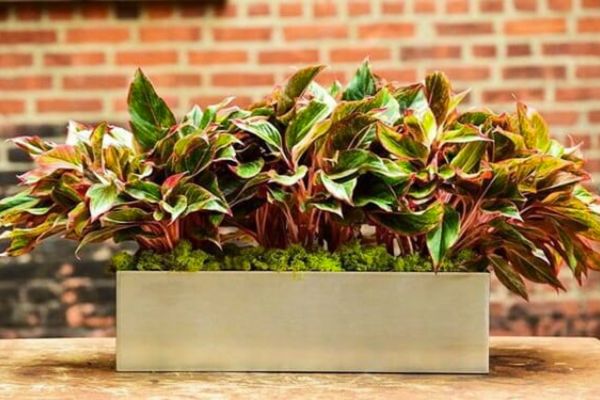 Cây phú quý là quà tặng khai trương mang ý nghĩa mang phú quý tài lộc đến cho gia chủ.