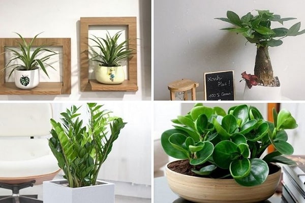 Trang trí và đem lại cảm giác thư thái trong không gian làm việc với cây cảnh nhỏ.