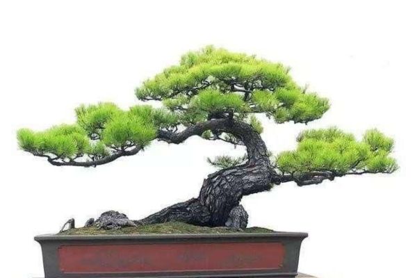 Chậu cây cảnh là món quà cũng khá là tuyệt khi làm quà tặng sinh nhật.